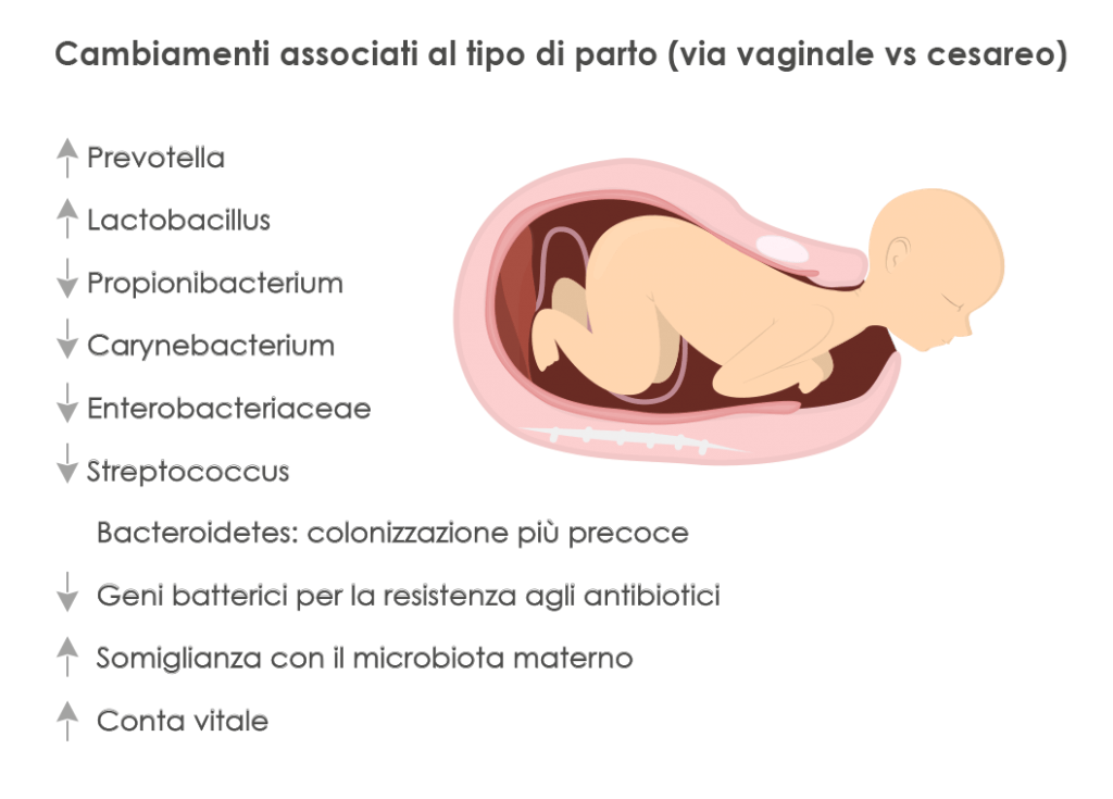 Microbioma, gravidanza e allattamento